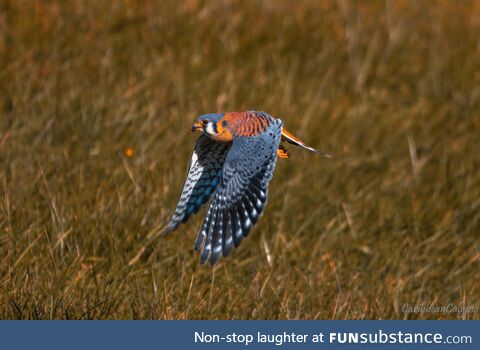 American Kestrel, the Smallest North American Falcon, with Prey