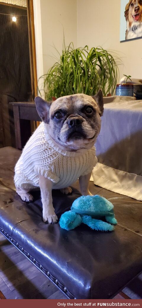 My pup Leia turned 6 today. She got a new sweater and a sea turtle for her birthday