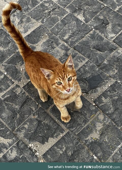 Saw this friendly little guy in the street yesterday