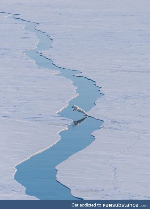 Polar bear leaping over water, captured by Arctic expedition team