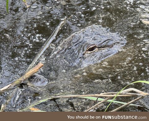 On my walk earlier…Alligator