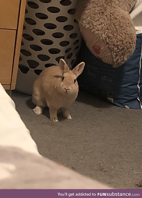 Told her to stop chewing my laundry basket and she gave me this look