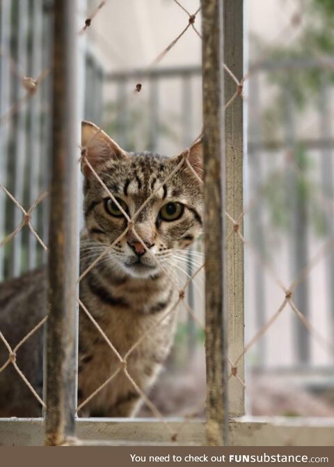 A cat outside my office