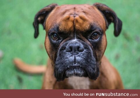 The cutest boxer dog I photo