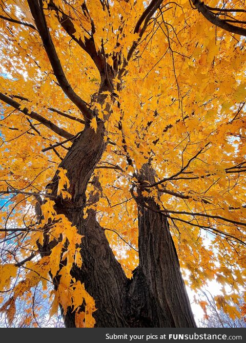 Maple tree in Michigan today