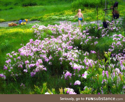 Wildflowers growing in our front lawn