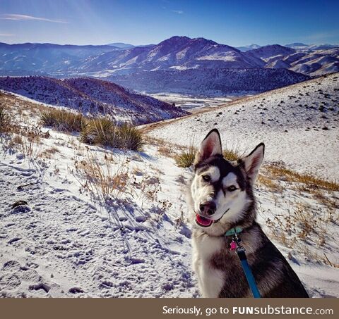 [OC] I took a pic on a hike in Golden ,Colorado. Say hello to Marles Barkley