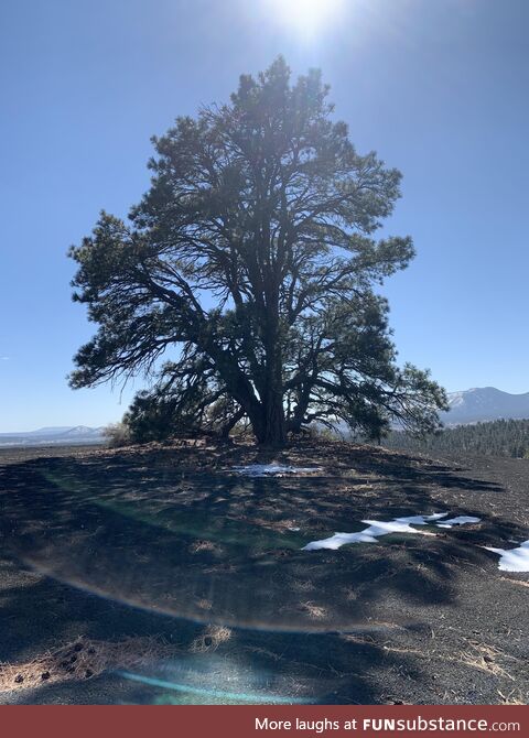 [oc] Went up north in Arizona today and thought this was a cool picture I took with my