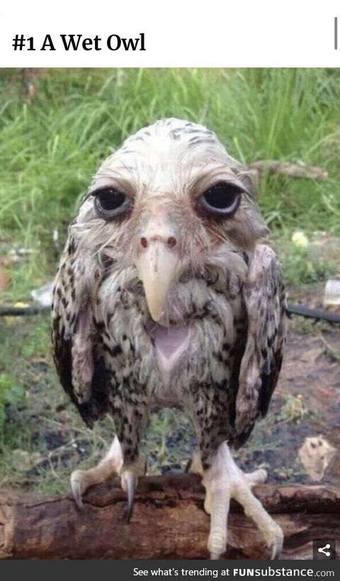 A wet owl