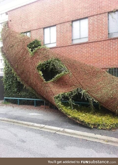 Removing ivy from the side of a building