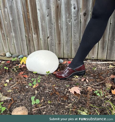 Mongo puffball in the yard. Leg for scale (size women’s 8)