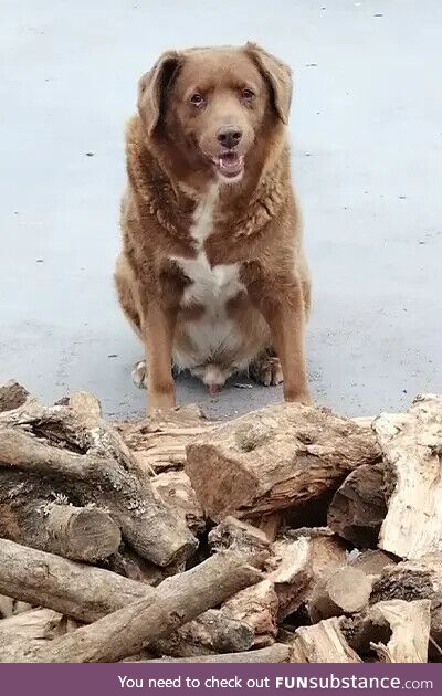 Bobi from Portugal, the oldest dog in history, turned 31 today