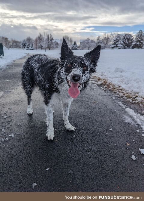 Willow tolerates the snow