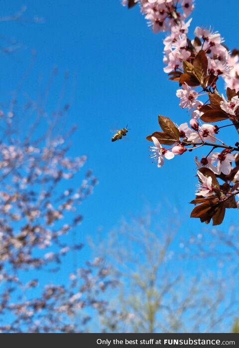 Bee going to flower