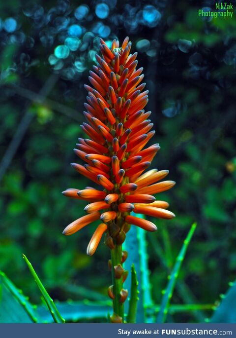 The flower of an Aloe Vera plant