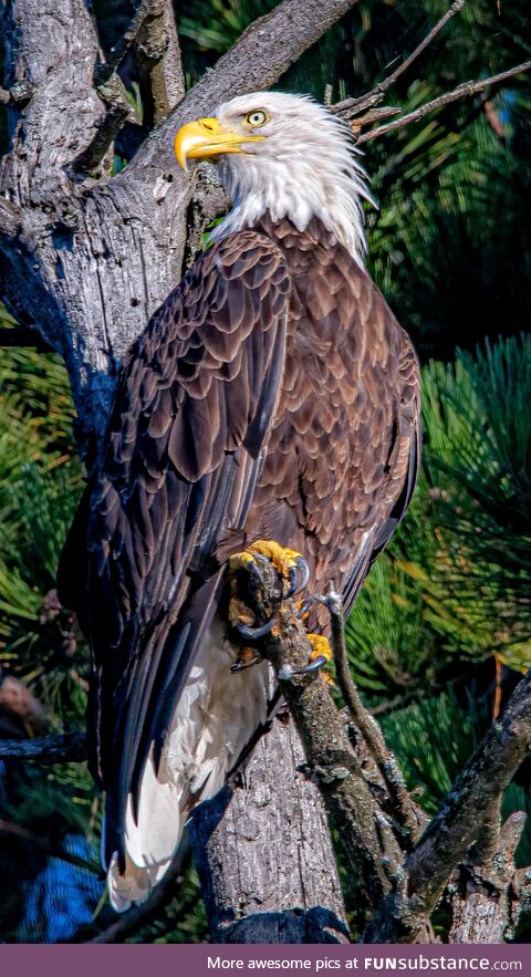 A truly beautiful bird from northern Wisconsin