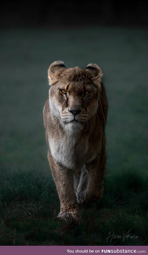 I shot a lion... With my Nikon