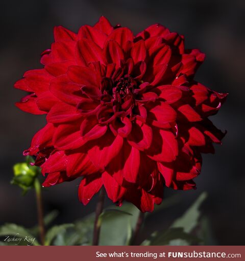 Dahlia flower in my garden [OC]