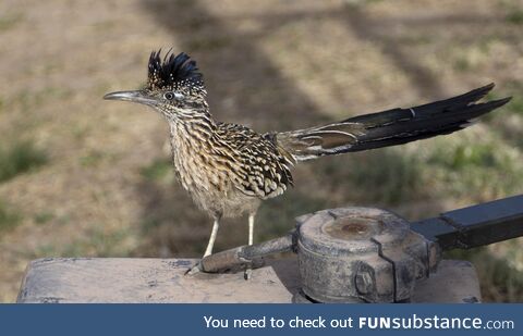 The greater roadrunner