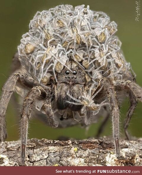 I'd imagine this as being an arachnophobic spider's worst nightmare