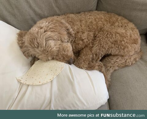 My dog is asleep with the tortilla I gave him 7 hours ago