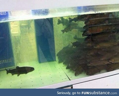 High School of Fish