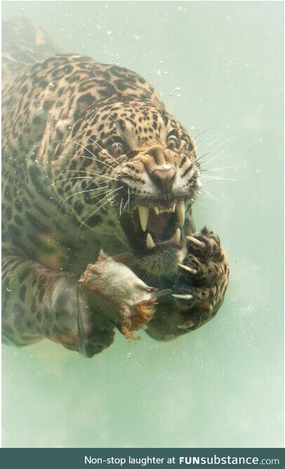 Jaguar chasing its prey underwater