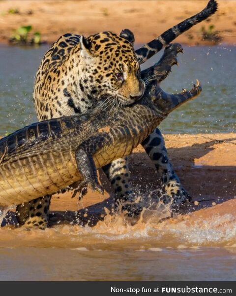 Jaguar vs Caiman