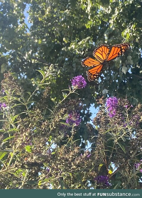 A monarch butterfly was posing for me today