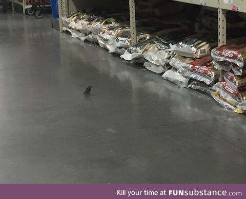 This bird, casually inspecting the bird seed stock in Costco