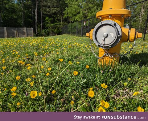 Yellow fire hydrant and flowers (OC)