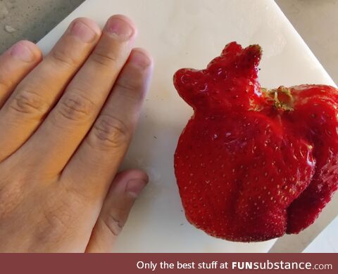 This freak strawberry we got looks like Winnie the Pooh