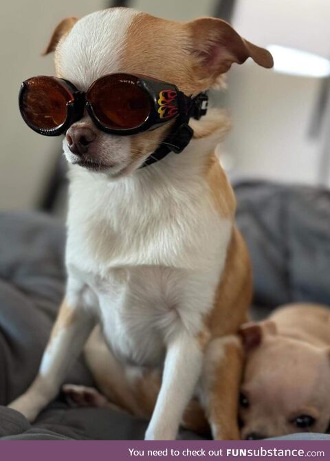 A chihuahua wearing goggles