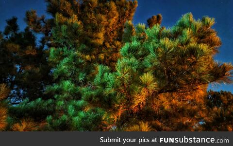 The way this pine tree is reflecting light at night is amazing.