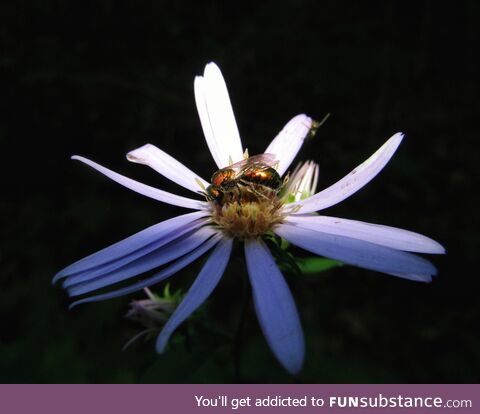 [OC] A teeny tiny bee getting his pollen