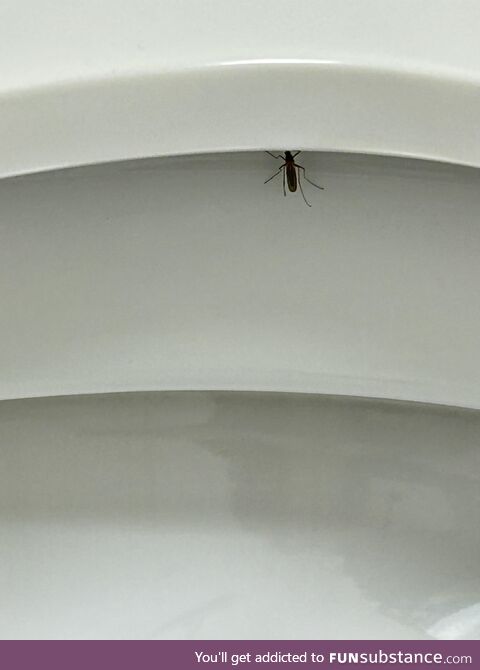 New fear unlocked! This mosquito hiding just below the toilet seat