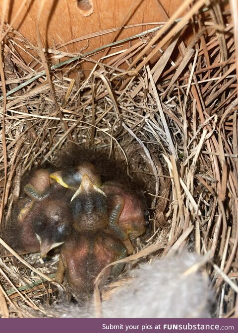 Baby Bluebirds (3 days old)