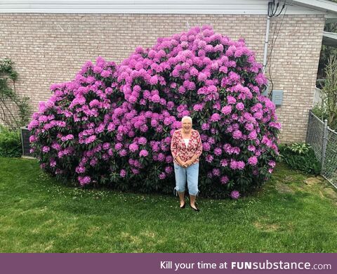 My adorable grandma standing under a rhododendron her mom planted over 45 years ago for