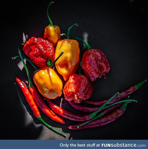 Hot peppers from my garden