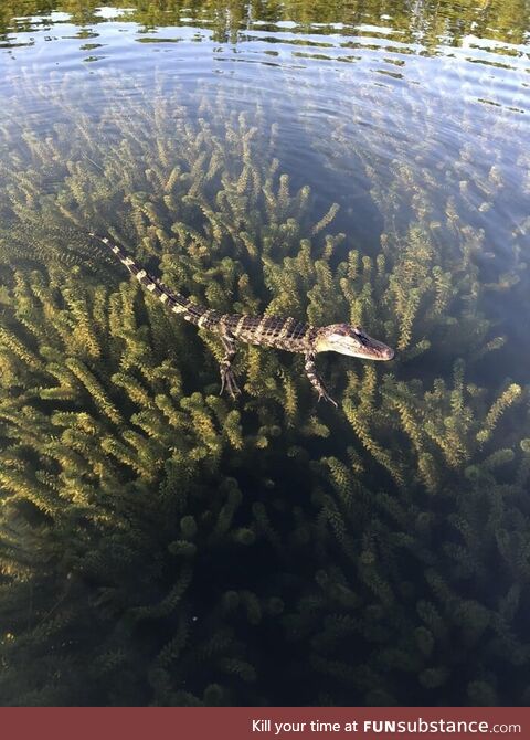 Beautiful baby gator in a crystal clear lake full of hydrilla