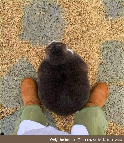 Fat cat