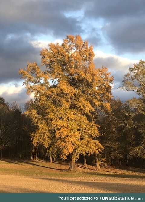 A photo of a tree I keep as my background. Love an oak tree