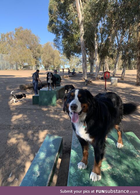 [OC] Our boy has always liked to stand on tables. It must a Berner thing