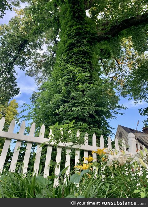 A pic I took of a tree in my friend's backyard