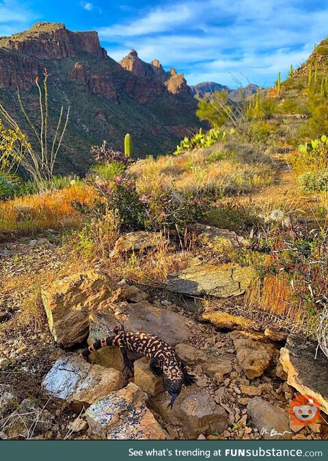 Gila monster walked into frame and posed for me. Best photo bomb ever!