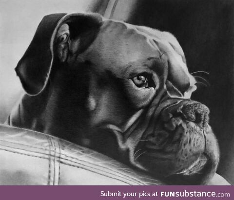 Pencil portrait of a Boxer Dog Order work for my client