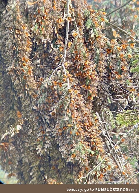 I recently visited a monarch butterfly sanctuary in Mexico. There’s millions of them