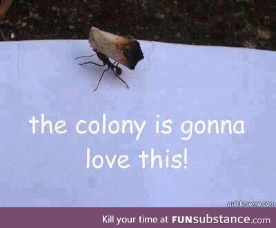 The BEST ant in the colony