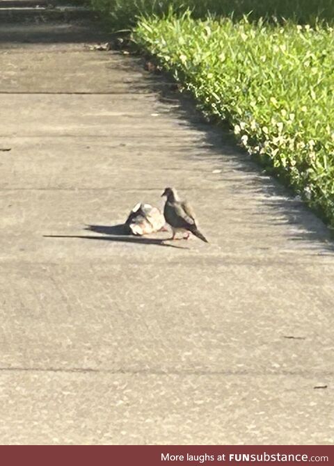 A mourning dove, mourning its dead mate