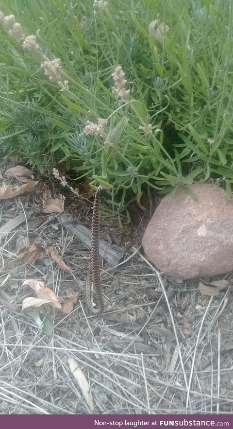 Found a praying mantis hanging off a plant eating a snake in my friends yard